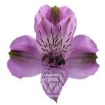 ALSTR LAVENDER GALAXY 80CM