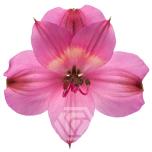 ALSTR HOT PINK INTENZ 70CM