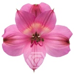 ALSTR HOT PINK INTENZ 90CM