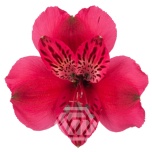 ALSTR HOT PINK LUCIA 70CM