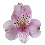 ALSTR LAVENDER MILA 60CM