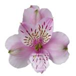 ALSTR LAVENDER MILA 80CM