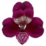 ALSTR PURPLE POMPEII 70CM