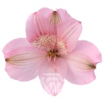 ALSTR PINK PRIMADONNA 90CM