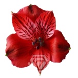 ALSTR RED ROMANCE 90CM