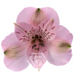 ALSTR PINK SEATTLE 80CM