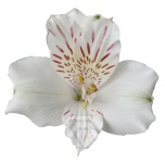 ALSTR WHITE SNOWTIME 80CM