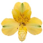 ALSTR YELLOW SUNNY LADY 80CM