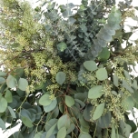 Eucalyptus MIX 60cm