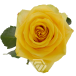R GR BUMBLEBEE 50CM