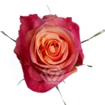 R GR CHERRY BRANDY 70CM