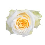 R GR CREME DE LA CREME 50CM