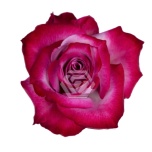 R GR DEEP PURPLE 40CM