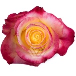R GR HOT MERENGUE 50CM