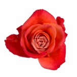R GR ORANGE CRUSH 40CM