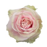 R GR PINK MONDIAL 80CM (Sweet Bliss)