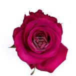 R GR ROSEBERRY 50CM