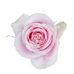 R GR ROSITA VENDELA 40CM