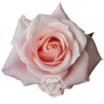 R GR SWEET BLISS 70CM