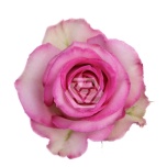 R GR SWEET UNIQUE 70CM