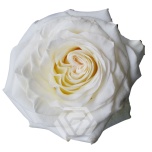 R GR WHITE SHIMMER 70CM