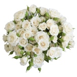 Roos EC 40cm White Majolica