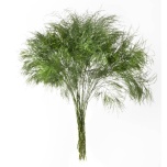TREEFERN XL 60CM