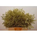 Limonium Parkjuur paint 60cm