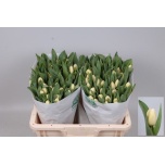 Tulp Cheers