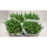 Tulp si Pr Cath-amalia