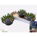 Muscari Kobarhüatsint Big Smile 23cm