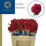 Roos 50cm Cerise Success (Zuurbier & Co Int.)