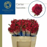 Roos 50cm Cerise Success (Zuurbier & Co Int.)