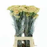 Dianthus Nelk ST Ambar*20