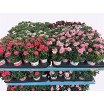 Dianthus Nelk Oscar 10,5cm