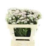 Ozothamnus Pink Panther 50cm