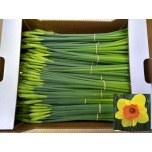 Narcissus Nartsiss Juanita*10