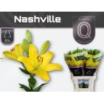 Lilium Liilia LA Nashville 90cm