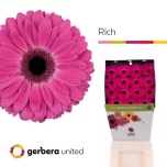 Gerbera GR Rich*15