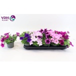 Petunia Petuunia fortu mix 12cm