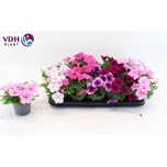 Petunia Petuunia fortu mix 12cm
