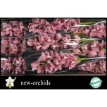 Cymbidium Tsümbiidium St Sherrie 60cm