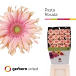Gerbera KV Pasta Rosata*15