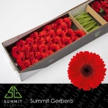 Gerbera MINI Suri*30