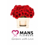 Gerbera MINI Suri*20