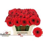 Gerbera MINI Suri*20