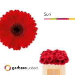 Gerbera MINI Suri*20