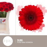 Gerbera MINI Suri*20