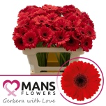 Gerbera MINI Suri*20