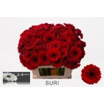 Gerbera MINI Suri*20